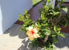 Blumen