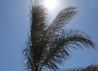 Palme
