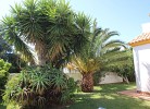Gartenpalmen
