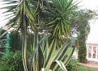 Gartenpflanzen