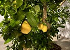 Citronenbaum